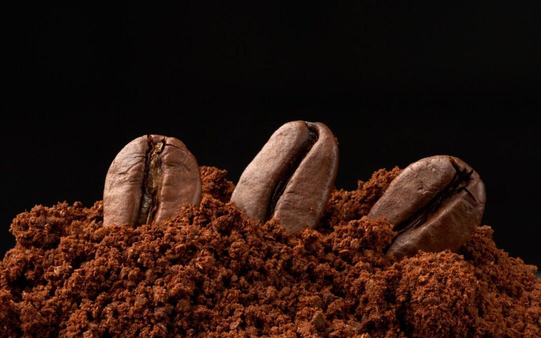Three coffee beans sticking out of a pile of powdered cacao