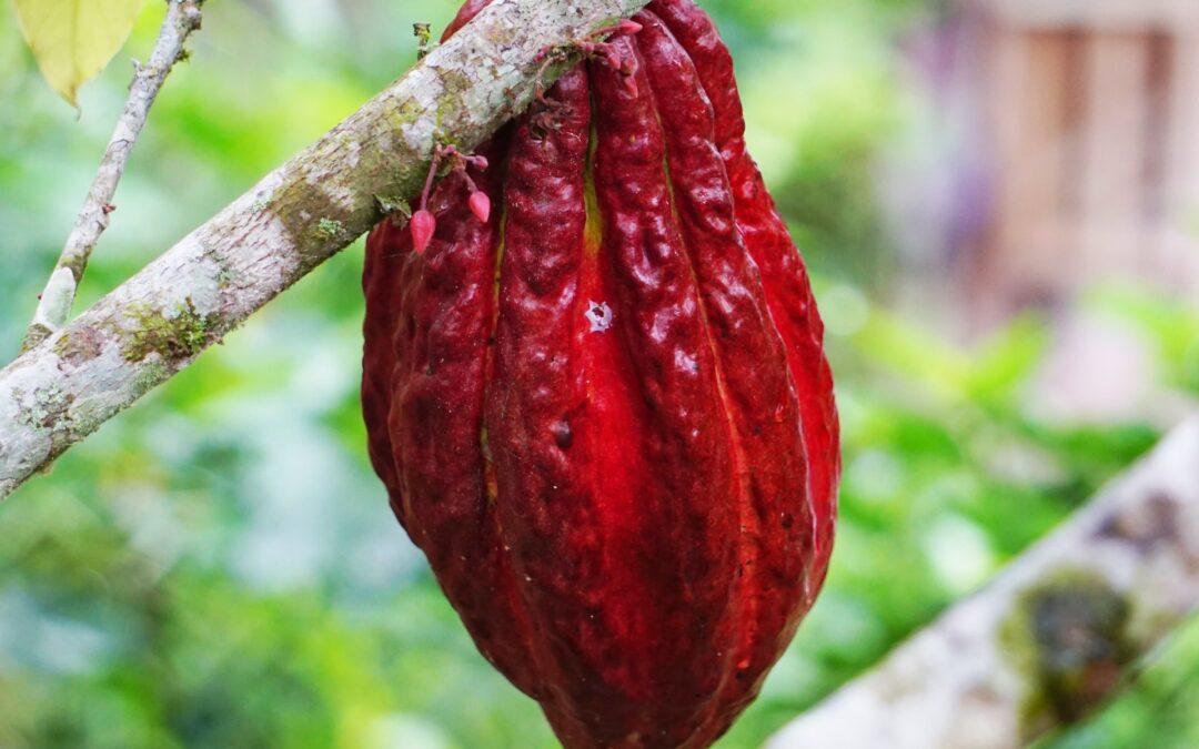 Cacao plant with in its original state hanging on branch